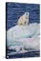 Adult Polar Bear (Ursus Maritimus)-Michael Nolan-Stretched Canvas