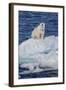 Adult Polar Bear (Ursus Maritimus)-Michael Nolan-Framed Photographic Print