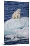 Adult Polar Bear (Ursus Maritimus)-Michael Nolan-Mounted Photographic Print