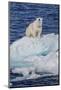 Adult Polar Bear (Ursus Maritimus)-Michael Nolan-Mounted Photographic Print