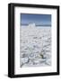 Adult Polar Bear (Ursus Maritimus)-Michael Nolan-Framed Photographic Print