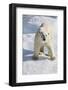 Adult Polar Bear (Ursus Maritimus)-Michael Nolan-Framed Photographic Print