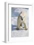 Adult Polar Bear (Ursus Maritimus)-Michael Nolan-Framed Photographic Print