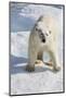 Adult Polar Bear (Ursus Maritimus)-Michael Nolan-Mounted Photographic Print