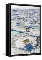 Adult Polar Bears (Ursus Maritimus)-Michael-Framed Stretched Canvas
