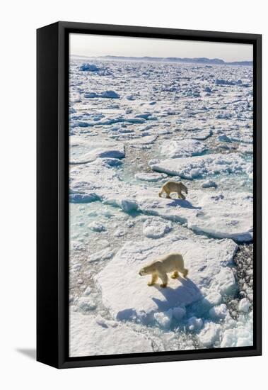 Adult Polar Bears (Ursus Maritimus)-Michael-Framed Stretched Canvas