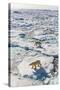 Adult Polar Bears (Ursus Maritimus)-Michael-Stretched Canvas