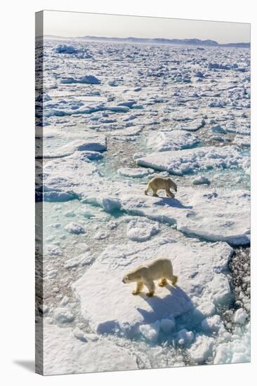 Adult Polar Bears (Ursus Maritimus)-Michael-Stretched Canvas