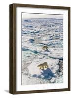 Adult Polar Bears (Ursus Maritimus)-Michael-Framed Photographic Print