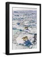 Adult Polar Bears (Ursus Maritimus)-Michael-Framed Photographic Print