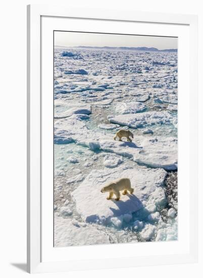 Adult Polar Bears (Ursus Maritimus)-Michael-Framed Photographic Print