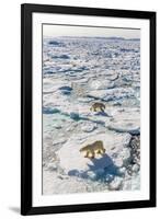 Adult Polar Bears (Ursus Maritimus)-Michael-Framed Photographic Print