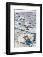 Adult Polar Bears (Ursus Maritimus)-Michael-Framed Photographic Print