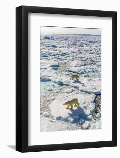 Adult Polar Bears (Ursus Maritimus)-Michael-Framed Photographic Print