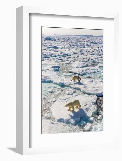 Adult Polar Bears (Ursus Maritimus)-Michael-Framed Photographic Print