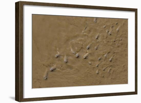 Adult Popeye Mullet (Rhinomugil Nasutus) Near the Muddy Banks of Wyndham-Michael Nolan-Framed Photographic Print