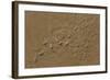 Adult Popeye Mullet (Rhinomugil Nasutus) Near the Muddy Banks of Wyndham-Michael Nolan-Framed Photographic Print