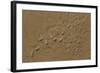 Adult Popeye Mullet (Rhinomugil Nasutus) Near the Muddy Banks of Wyndham-Michael Nolan-Framed Photographic Print
