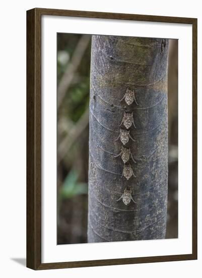 Adult proboscis bats (Rhynchonycteris naso) on tree in Yanallpa Ca�o, Ucayali River, Loreto, Peru-Michael Nolan-Framed Photographic Print