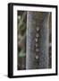 Adult proboscis bats (Rhynchonycteris naso) on tree in Yanallpa Ca�o, Ucayali River, Loreto, Peru-Michael Nolan-Framed Photographic Print