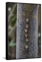 Adult proboscis bats (Rhynchonycteris naso) on tree in Yanallpa Ca�o, Ucayali River, Loreto, Peru-Michael Nolan-Framed Stretched Canvas