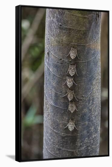 Adult proboscis bats (Rhynchonycteris naso) on tree in Yanallpa Ca�o, Ucayali River, Loreto, Peru-Michael Nolan-Framed Stretched Canvas