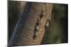 Adult proboscis bats (Rhynchonycteris naso) on tree in Yanallpa Ca�o, Ucayali River, Loreto, Peru-Michael Nolan-Mounted Premium Photographic Print