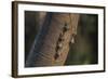 Adult proboscis bats (Rhynchonycteris naso) on tree in Yanallpa Ca�o, Ucayali River, Loreto, Peru-Michael Nolan-Framed Photographic Print