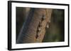 Adult proboscis bats (Rhynchonycteris naso) on tree in Yanallpa Ca�o, Ucayali River, Loreto, Peru-Michael Nolan-Framed Photographic Print