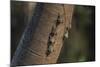 Adult proboscis bats (Rhynchonycteris naso) on tree in Yanallpa Ca�o, Ucayali River, Loreto, Peru-Michael Nolan-Mounted Photographic Print