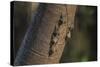 Adult proboscis bats (Rhynchonycteris naso) on tree in Yanallpa Ca�o, Ucayali River, Loreto, Peru-Michael Nolan-Stretched Canvas