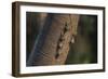 Adult proboscis bats (Rhynchonycteris naso) on tree in Yanallpa Ca�o, Ucayali River, Loreto, Peru-Michael Nolan-Framed Photographic Print