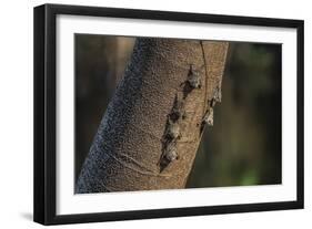 Adult proboscis bats (Rhynchonycteris naso) on tree in Yanallpa Ca�o, Ucayali River, Loreto, Peru-Michael Nolan-Framed Photographic Print