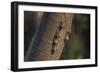 Adult proboscis bats (Rhynchonycteris naso) on tree in Yanallpa Ca�o, Ucayali River, Loreto, Peru-Michael Nolan-Framed Photographic Print