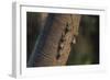 Adult proboscis bats (Rhynchonycteris naso) on tree in Yanallpa Ca�o, Ucayali River, Loreto, Peru-Michael Nolan-Framed Photographic Print