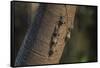 Adult proboscis bats (Rhynchonycteris naso) on tree in Yanallpa Ca�o, Ucayali River, Loreto, Peru-Michael Nolan-Framed Stretched Canvas