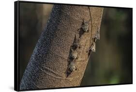 Adult proboscis bats (Rhynchonycteris naso) on tree in Yanallpa Ca�o, Ucayali River, Loreto, Peru-Michael Nolan-Framed Stretched Canvas