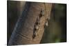 Adult proboscis bats (Rhynchonycteris naso) on tree in Yanallpa Ca�o, Ucayali River, Loreto, Peru-Michael Nolan-Stretched Canvas