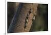 Adult proboscis bats (Rhynchonycteris naso) on tree in Yanallpa Ca�o, Ucayali River, Loreto, Peru-Michael Nolan-Framed Photographic Print