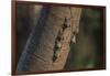 Adult proboscis bats (Rhynchonycteris naso) on tree in Yanallpa Ca�o, Ucayali River, Loreto, Peru-Michael Nolan-Framed Photographic Print