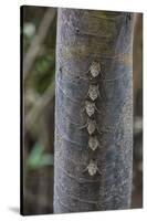 Adult proboscis bats (Rhynchonycteris naso) on tree in Yanallpa Ca�o, Ucayali River, Loreto, Peru-Michael Nolan-Stretched Canvas