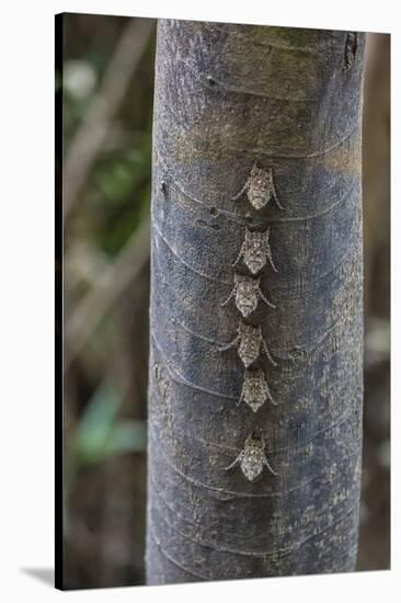 Adult proboscis bats (Rhynchonycteris naso) on tree in Yanallpa Ca�o, Ucayali River, Loreto, Peru-Michael Nolan-Stretched Canvas