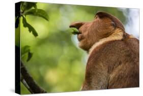 Adult Proboscis Monke (Nasalis Larvatus) Foraging in Bako National Park, Sarawak, Borneo, Malaysia-Michael Nolan-Stretched Canvas