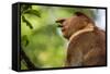 Adult Proboscis Monke (Nasalis Larvatus) Foraging in Bako National Park, Sarawak, Borneo, Malaysia-Michael Nolan-Framed Stretched Canvas