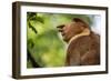 Adult Proboscis Monke (Nasalis Larvatus) Foraging in Bako National Park, Sarawak, Borneo, Malaysia-Michael Nolan-Framed Photographic Print