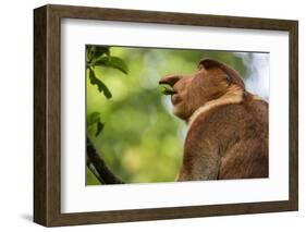 Adult Proboscis Monke (Nasalis Larvatus) Foraging in Bako National Park, Sarawak, Borneo, Malaysia-Michael Nolan-Framed Photographic Print