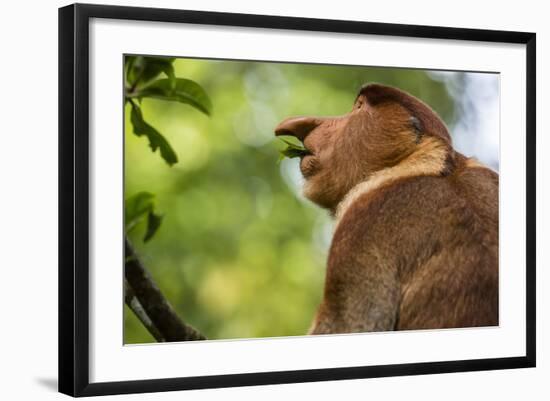 Adult Proboscis Monke (Nasalis Larvatus) Foraging in Bako National Park, Sarawak, Borneo, Malaysia-Michael Nolan-Framed Photographic Print