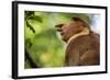 Adult Proboscis Monke (Nasalis Larvatus) Foraging in Bako National Park, Sarawak, Borneo, Malaysia-Michael Nolan-Framed Photographic Print