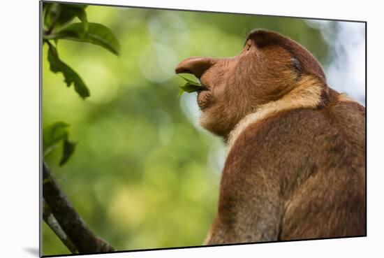 Adult Proboscis Monke (Nasalis Larvatus) Foraging in Bako National Park, Sarawak, Borneo, Malaysia-Michael Nolan-Mounted Photographic Print