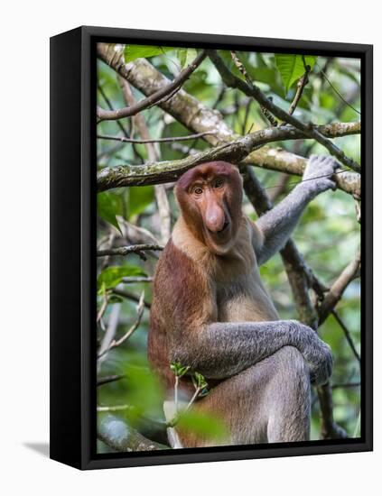 Adult Proboscis Monkey (Nasalis Larvatus) Foraging in Bako National Park, Sarawak, Borneo, Malaysia-Michael Nolan-Framed Stretched Canvas